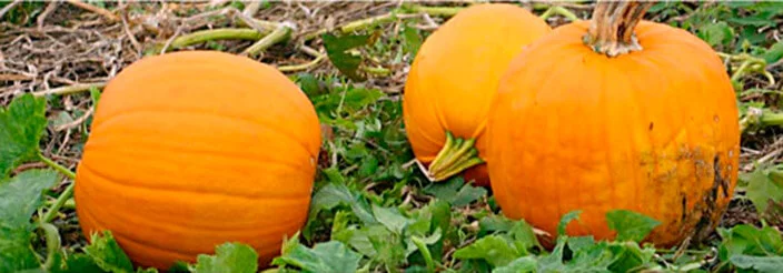 Calabaza en el puré de verduras